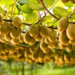 World's biggest kiwifruit marketer signs up for new SAP cloud solutions