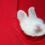 Be 'Hoppy Go Lucky' this Year of the Rabbit at Power Mac Center