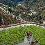 Manulife aims to help protect Banaue Rice Terraces from climate change impact